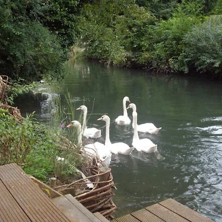 Klatt_gallus * 마이젠하임